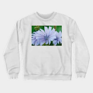 Cichorium intybus  Chicory Crewneck Sweatshirt